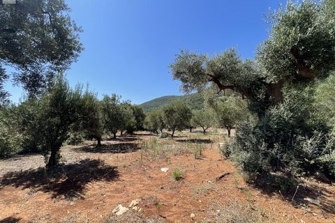 Landejendom i Monopoli, Bari, Monopoli - € 240.000 | Ref: 114 - foto 39